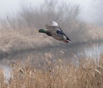 Mallard male in flight