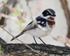 Chin-spot Batis female