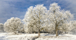 IMG_2066 HOAR FROST YORK KNAVESMIRE  1  -13 copy - Version 2-2
