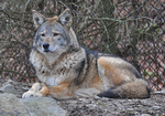 Red Wolf