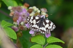Marbled White
