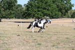 Class 33 Rescue Pony portfolio