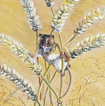 Harvest Treasure