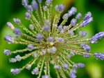 Macro Agapanthus After Rain 2022