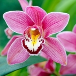 Orchid