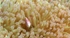 Anemone Fish
