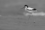 Pied Avocet.YR6M89802