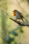 Robin - Keep on singing! 6 of 6