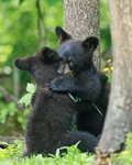 Black Bear cubs play-fighting, Minnesota, USA