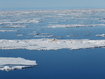 Polar bear  2052