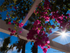 Bouganvillea
