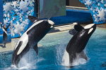 Sea World 02