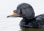 Common Scoter 1