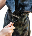 Ockley Dog Wash