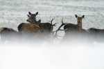 Red Deer _ AGTO134