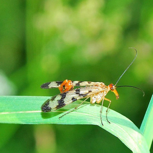 A male common scorpionfly of the genus Panorpa.