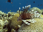 RS017: Lionfish