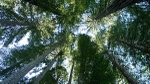 Tall Trees
