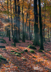 Shades of Autumn, Snowdonia