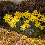 Yellow whitlow grass (Draba aizoides.
