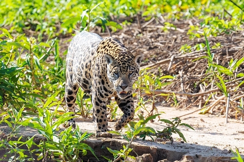 One of many jaguars spotted during our time travelling out from the floating hotel