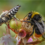 Bronze-Print-Cheryl Hewitt-Leaf cutting cuckoo bee  Red tailed bumble 