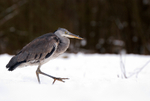 Grey Heron