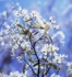 Amelanchier