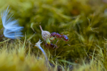 In the world of Ants