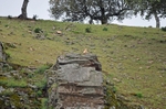 Egyptian Vulture