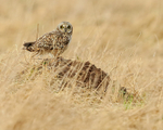 Short-eared Owl on the ground, Hawling, Gloucestershire