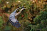 Great Blue Heron landing approach, Venice Rookery, Florida