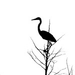 Great Blue Heron Silouette