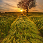 Summer Sunset