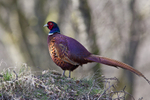 Pheasant, Perthshire