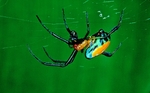 Orchid Spider - Amazon, S.A.