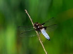 Broad-bodied Chaser