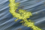 Tobermory harbour-1