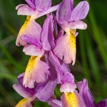 Hybrid Orchis - Orchis x colemanii ( Orchis mascula x O. pauciflora) This is a natural hybrid between  Early purple orchid (O. mascula) and few flowered orchid (O. pauciflora). 