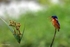 _84Y0996 Amboseli