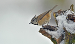 Crested Tit