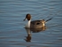 Pintail