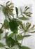 Honeysuckle