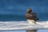 Falkland Steamerduck (female) standing in surf, Sea Lion Island