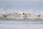 Royal Tern (adult non-breeding plumage) takes off, Florida