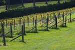Vines near Russell