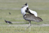 Kori bustard