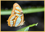 Butterfly 5 (Captive)