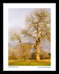Giants of Tatton Park copy 1