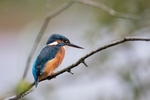 Kingfisher Alcedo Atthis038